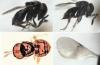 Trissolcus sp.
